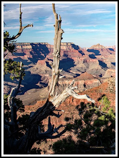 Pinon Pine Trees Grand Canyon Arizona Photograph By A Macarthur