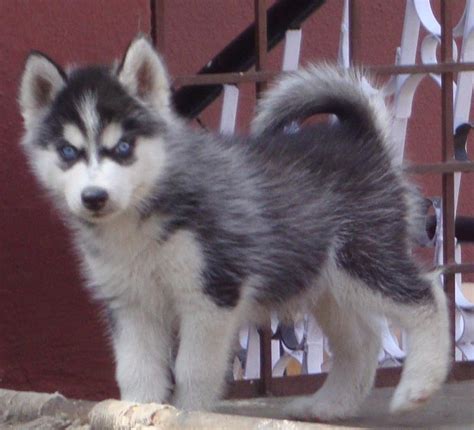 How much does a siberian husky cost, and why the large variance? Siberian Husky Puppies for Sale(Bangalore Huskys Club 1)(13327) | Dogs for Sale | Price of ...