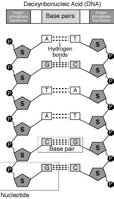 Deoxyribonucleic acid, or dna, is a polymer of nucleotides linked together by specific bonds known as phosphodiester bridges. DNA Structure | Contexo.Info