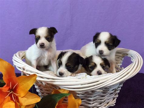 Papillon Puppies For Sale Akc Marketplace