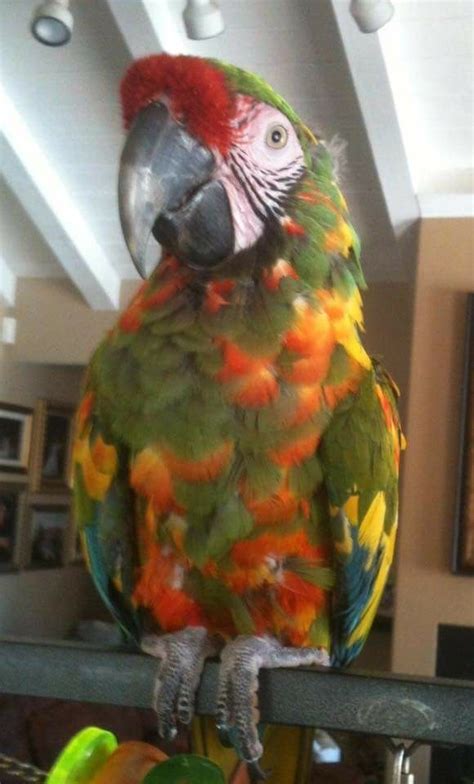 Pin By Mighty Lohkamp On Molcan Parrot Bird