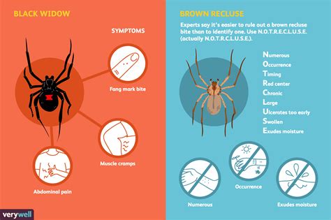 Remember This Mnemonic To Diagnose A Brown Recluse Spider Bite Images