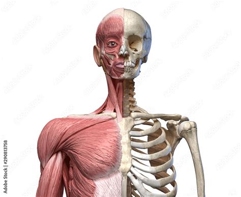 Human Body Torso Skeletal And Muscular Systems Front View Stock