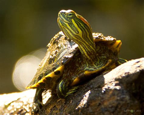 Red Eared Slider Turtle Guide · Inaturalist