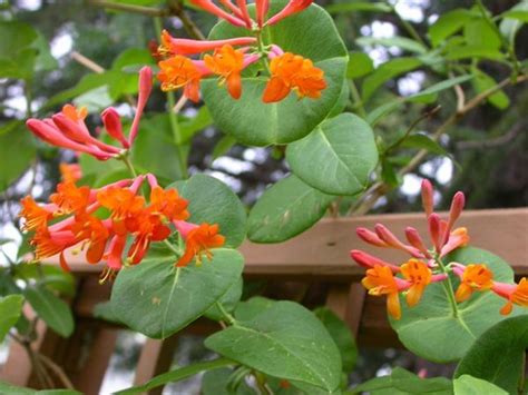 It will flower from midsummer until september in ideal. Calgary Garden Coach: lonicera x brownii (honeysuckle vine ...