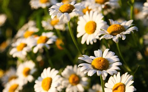 Wallpaper Flowers Nature Field Yellow Sunny Daisies Herb Daisy