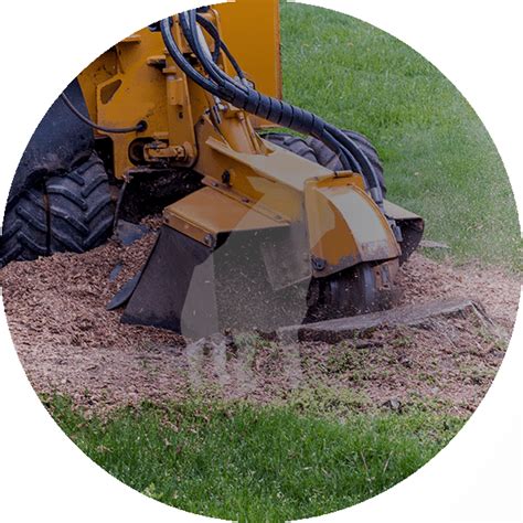 Stump Grinding Services By Blue Ox Tree Service Safety Harbor Fl