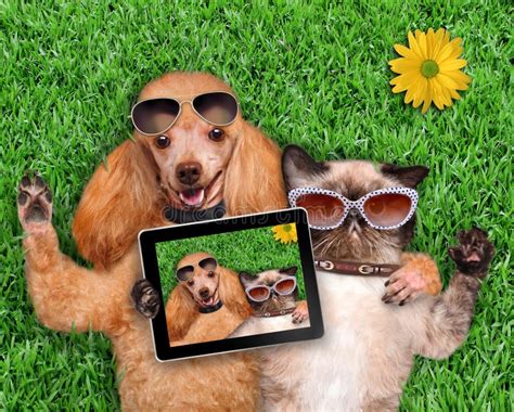 Dog With Cat Taking A Selfie Together With A Smartphone Stock Photo
