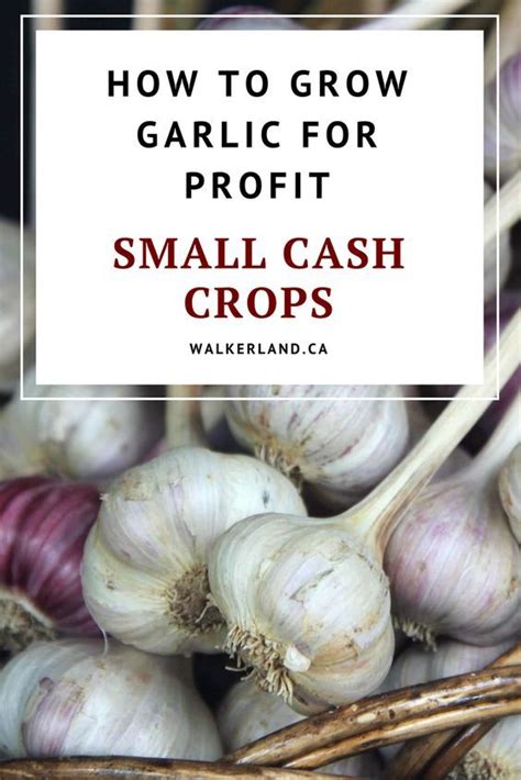 Learn About Why Garlic Is Such A Great Cash Crop For Homesteads And