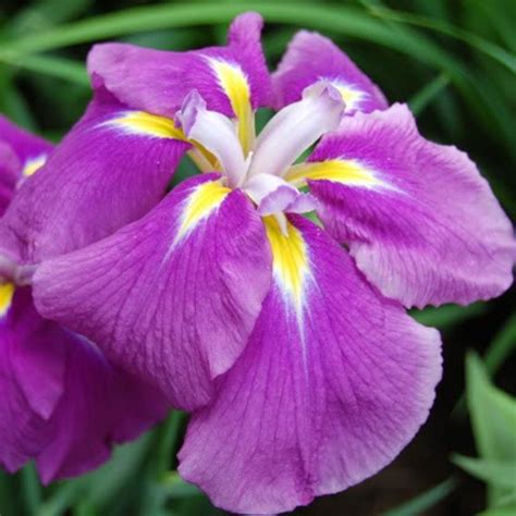 Iris Ensata Sensation Iris Du Japon à Grandes Fleurs Violettes