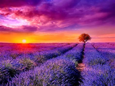 Sunset Beauty Over The Lavender Field Nature Photography Field