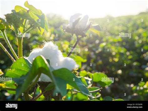 Cotton Field With White Soft Cotton Growing Natural Stock Photo Alamy