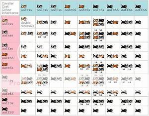 Cavalier King Charles Litter Color Inheritance Chart Photo By