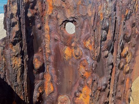 Fotos Gratis árbol Rock Madera Textura Hoja El Maletero