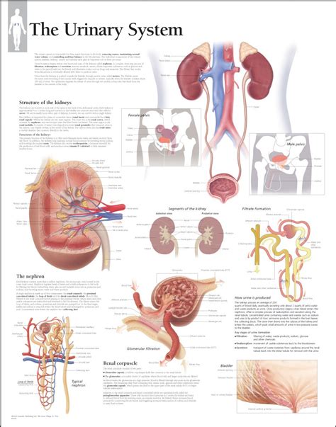 The Urinary System Is Made Up Of The Kidneys Bladder Ureters And