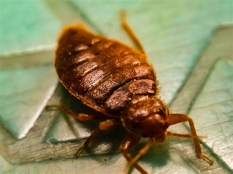 Bed Bug Fumigation Masterguard Pest Control