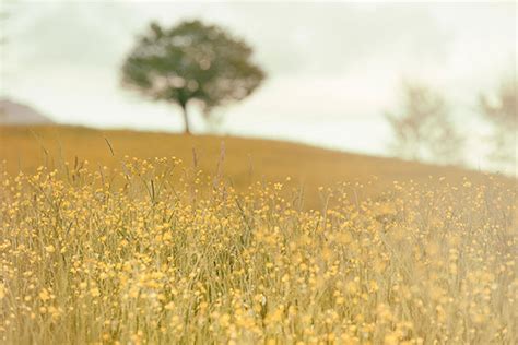 Maybe you would like to learn more about one of these? The Aesthetic of Nature in Poetry: 6 Poems for Spring ...