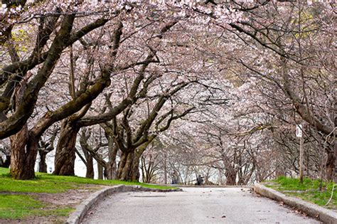 High Park cherry blossoms set to bloom in early May