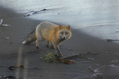 Sv Cape St James Kodiak Island Cross Fox