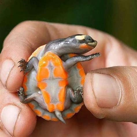 Baby Turtle ♥ Baby Turtles Cute Baby Animals Cute Animals