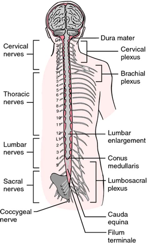 Anatomy Of The Spinal Cord And Spinal Nerves