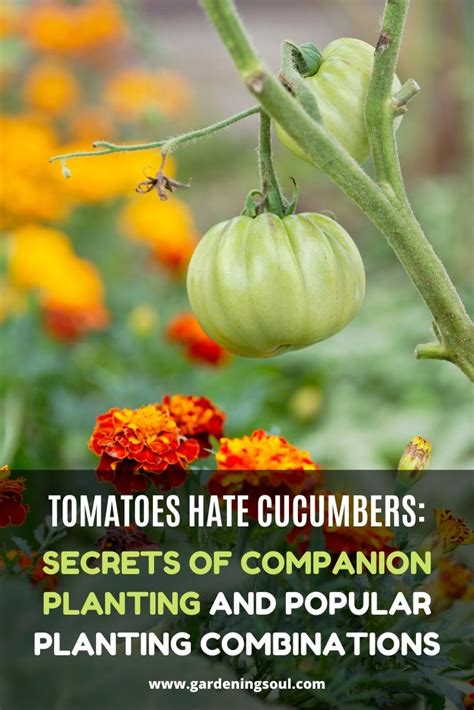 Tomatoes Hate Cucumbers Secrets Of Companion Planting And