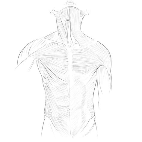 Muscles Of The Torso Drawing How To Draw Man Muscles Body Anatomy
