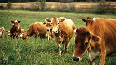 Domestic animals, such as cattle or horses, raised for home use. Some farmers are rotating livestock, not just crops, to ...