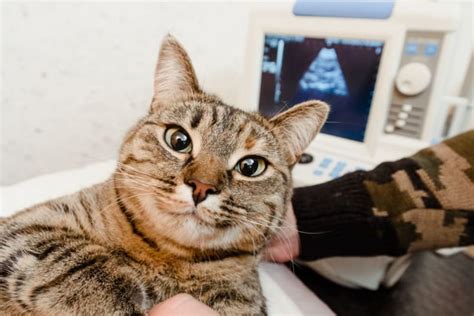 Diagnostic Imaging For Your Dog Or Cat Ferguson Animal Hospital