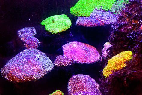 Fluorescent Corals Photograph By Miroslava Jurcik Pixels