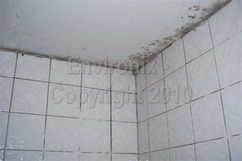 Without the proper handling, its existence would be something serious. black mold on bathroom ceiling