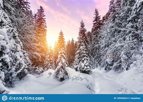 Wonderful Winter Landscape Snowcovered Pine Tree Under Sunlight