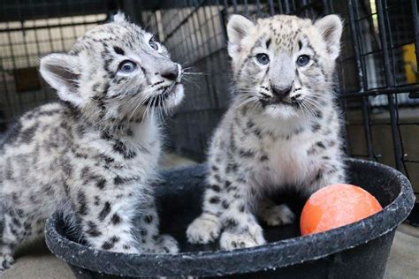 Snow Leopard Cubs Born At Omahas Henry Doorly Zoo
