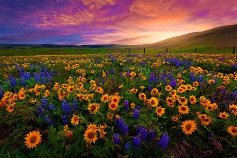 Download Field Sunset Valley Beautiful Nice Wildflowers Sunflowers Hd