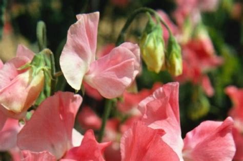 One of the most versatile flowers, orchids have been used in fragrances, aromatherapy, as a flavor enhancer, and even in medicinal purposes. Top 10 Most Popular Fragrant Flowers - gardenpicsandtips.com