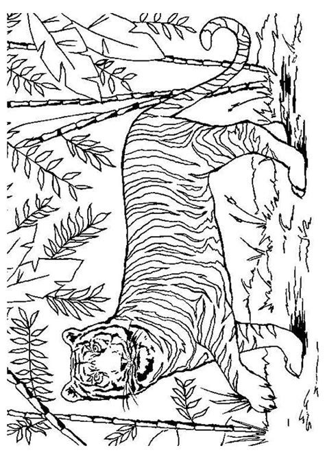 Coloriage Tigre dans la nature dessin gratuit à imprimer