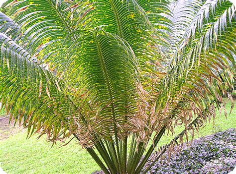 Kentia palms, also called paradise palms or thatch palms, bring a wonderful, natural elegance to indoor locations. สาคู ลำต้นคล้ายปาล์ม พืชท้องถิ่นเอเชีย พืชสารพัดประโยชน์