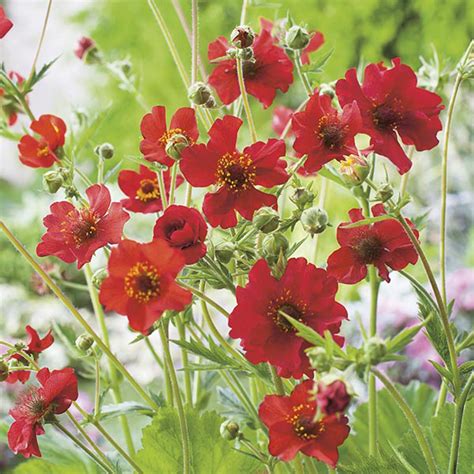 Geums are clump forming and divide easily. Geum Mrs Bradshaw Seeds from Mr Fothergill's Seeds and Plants