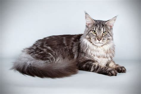 Top 10 Largest Domestic Cat Breeds Petguide