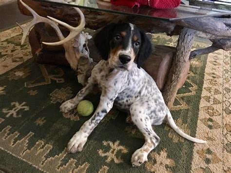 English Setter Pups Now Available Sandy Run Hunt Co