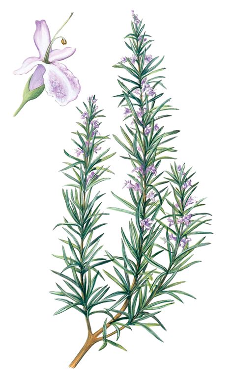Make Rosemary Water The Simple Things Grabados Botánicos Dibujos