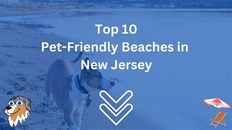 Top 9 Dog-Friendly Beaches in New Jersey (Updated for 2023)