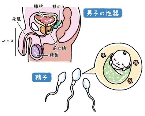 今日からできる！おやこ性教育 4 男子の性器の仕組み 生命誕生に必要なものつくる 小学低学年ごろ伝えて 〈河野 美江〉 山陰中央新報デジタル