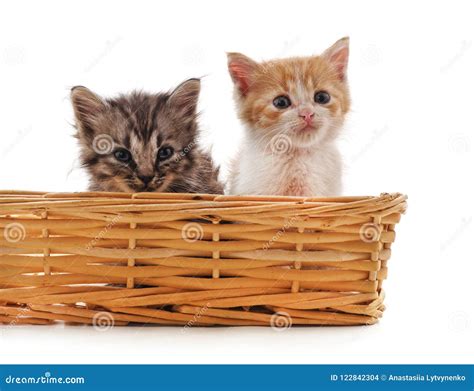 Little Kittens In The Basket Stock Photo Image Of Sitting Love