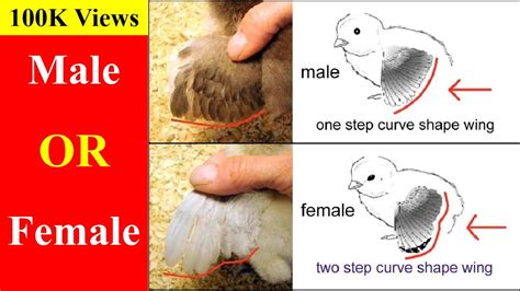 how to identify male and female chicks youtube