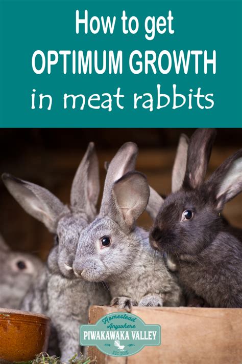 how to fatten up meat rabbits 4 steps to ensure optimum growth in meat rabbits meat rabbits