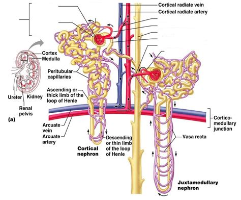 They are located at the border of the renal cortex and renal medulla. Urinary System CH17 - Biology 109 with Foley at Washtenaw ...