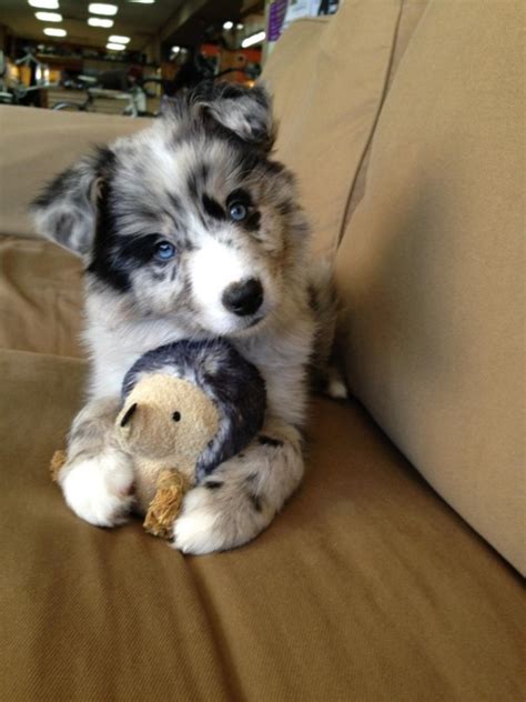 This is a sled dog at its core, having great endurance and strength, which was a dog trait needed by ancestral owners in order to pull and carry heavy objects. Goberian (Golden Retriever + Siberian Husky) puppy ...