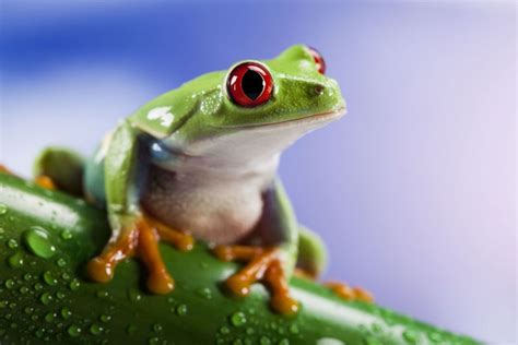 Keeping frogs as pets - what every amphibian owner should ...