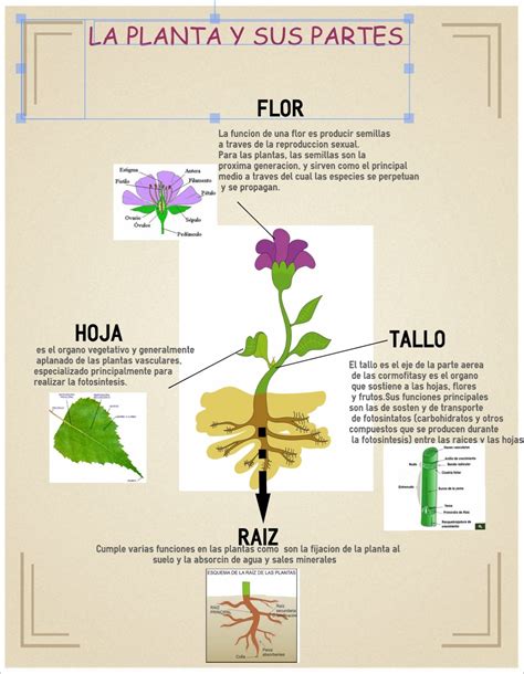 La Planta Y Sus Partes Fisica Grado 11